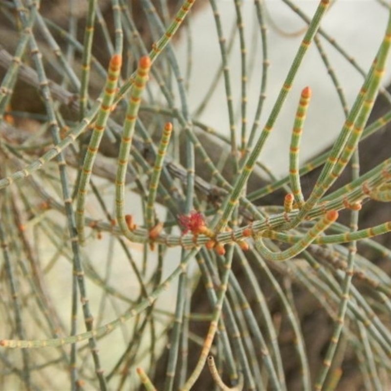 Allocasuarina luehmannii