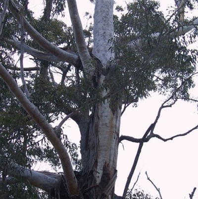 Eucalyptus pilularis