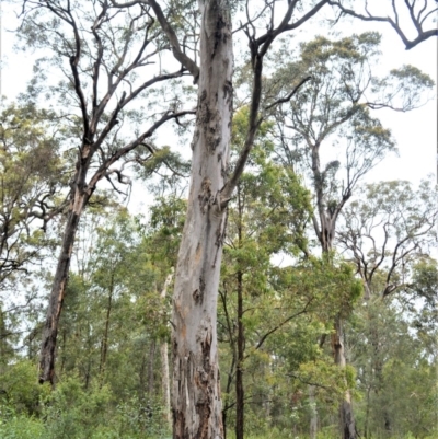 Eucalyptus punctata