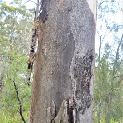 Eucalyptus punctata