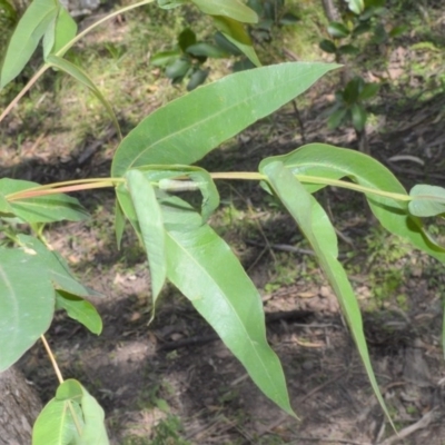 Eucalyptus quadrangulata