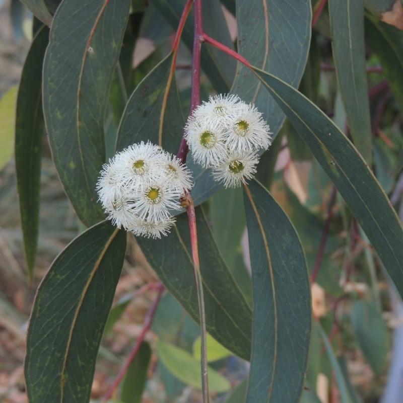 Eucalyptus racemosa