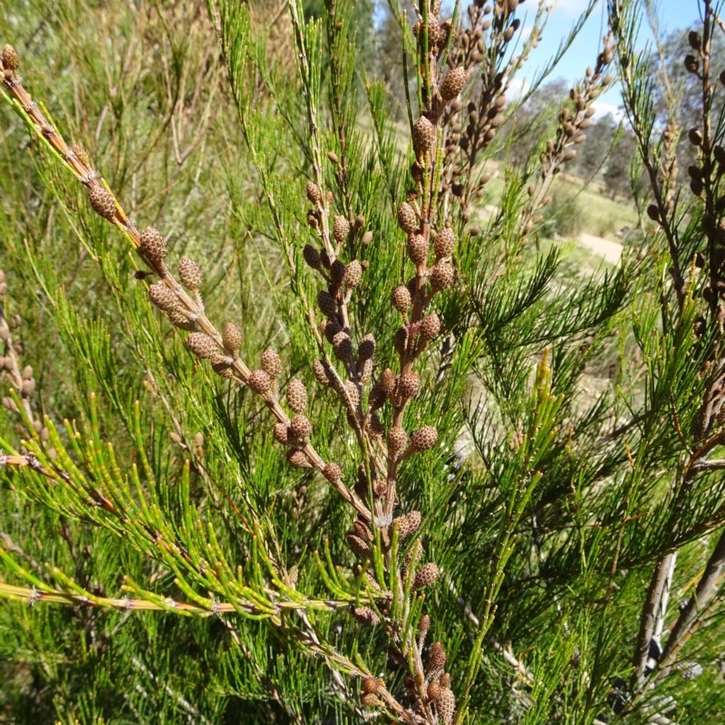 Allocasuarina nana