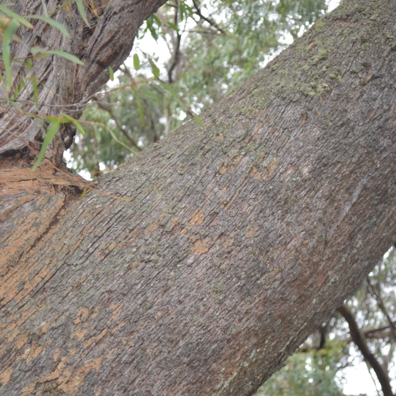 Eucalyptus radiata subsp. radiata