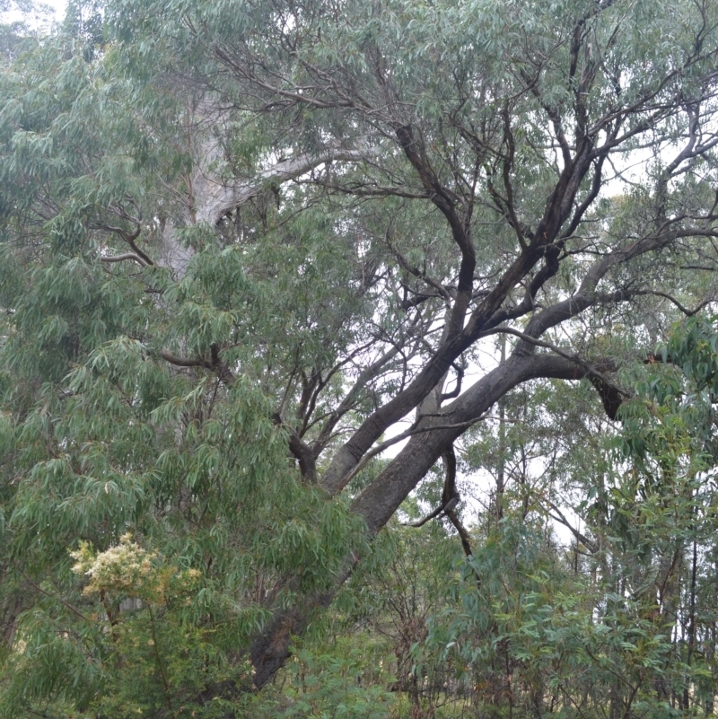 Eucalyptus radiata subsp. radiata