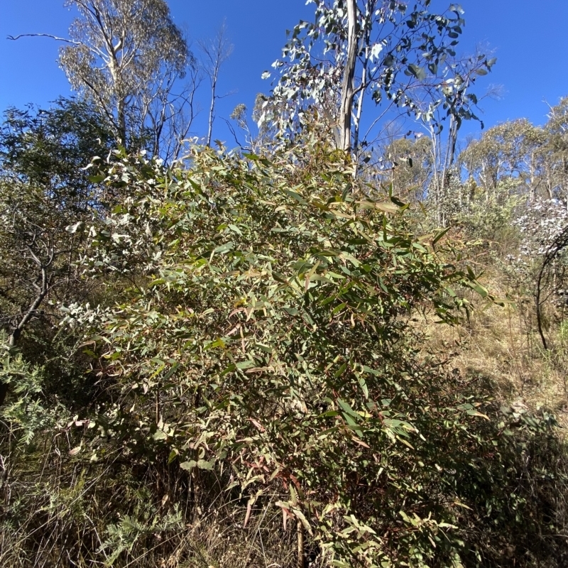 Eucalyptus radiata subsp. robertsonii