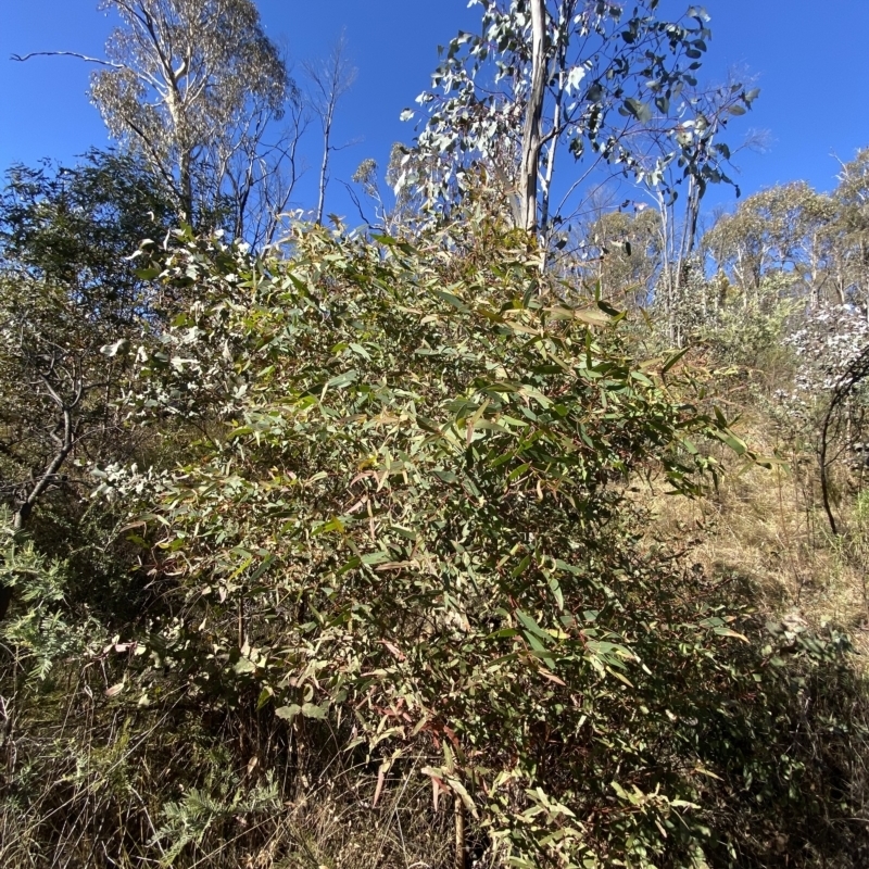 Eucalyptus radiata subsp. robertsonii