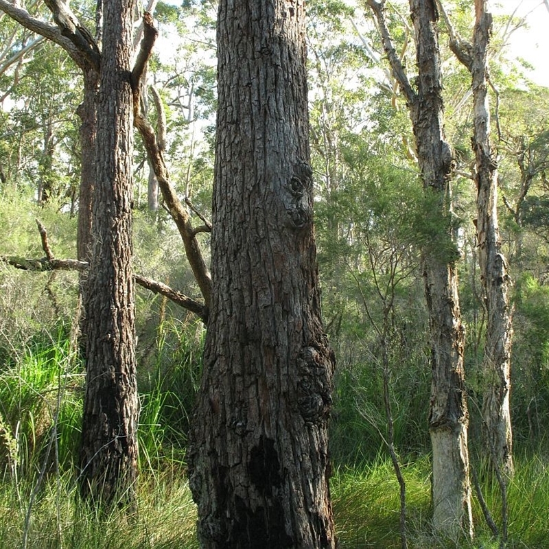 Jackie Miles, Jervis Bay area