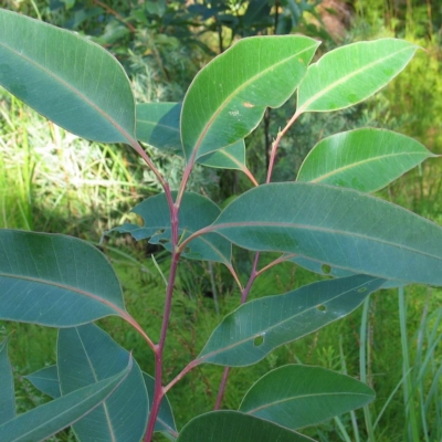 Eucalyptus robusta