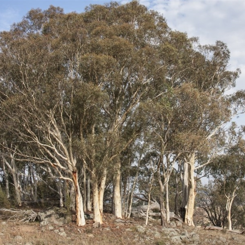 Eucalyptus rossii