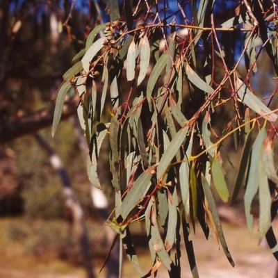 Eucalyptus rossii