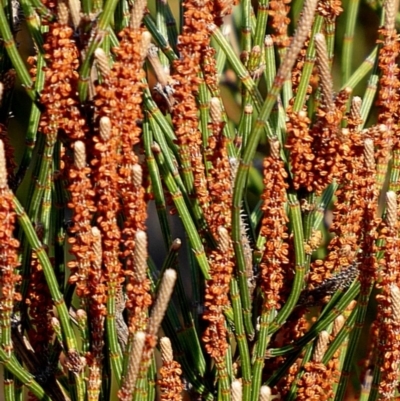 Allocasuarina paludosa