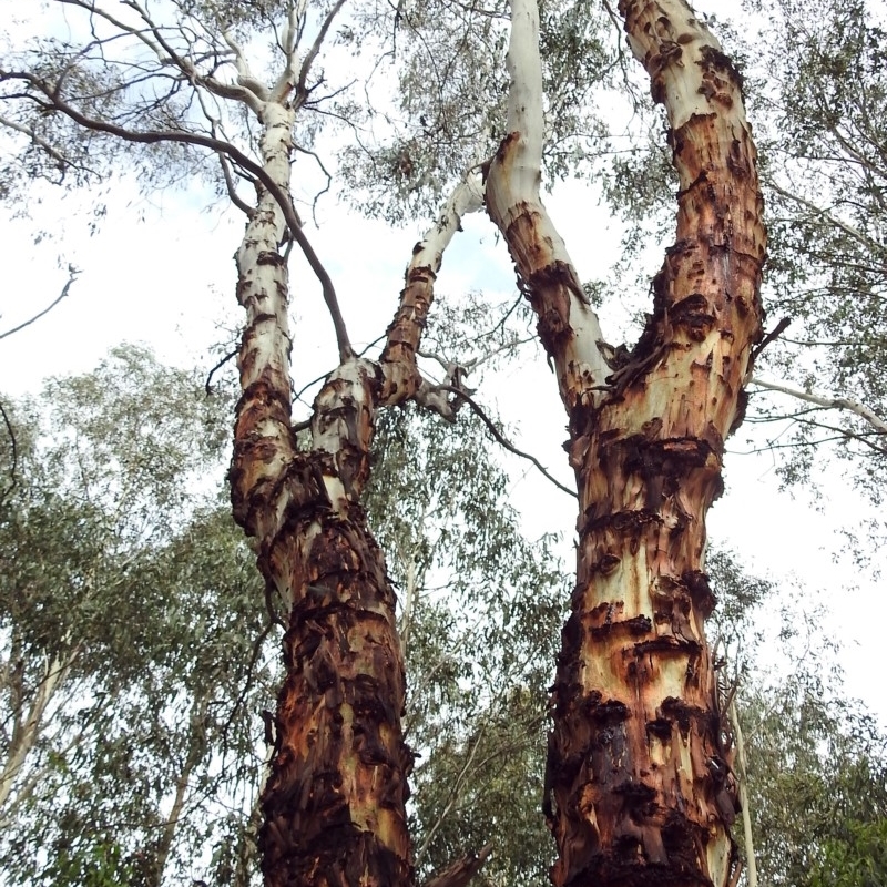 Eucalyptus rubida subsp. rubida