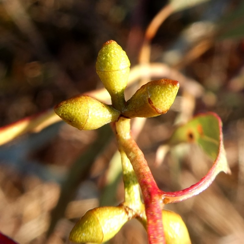 Eucalyptus rubida subsp. rubida