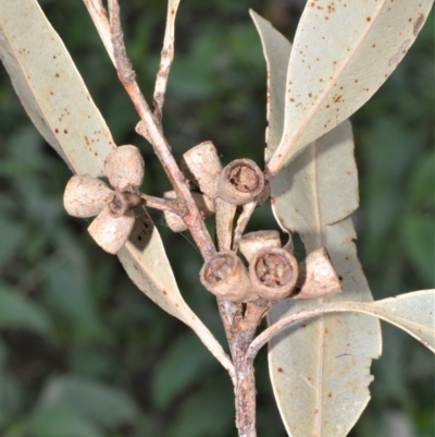 Eucalyptus saligna x botryoides