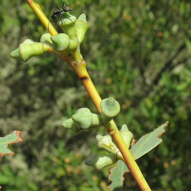 Eucalyptus saxatilis