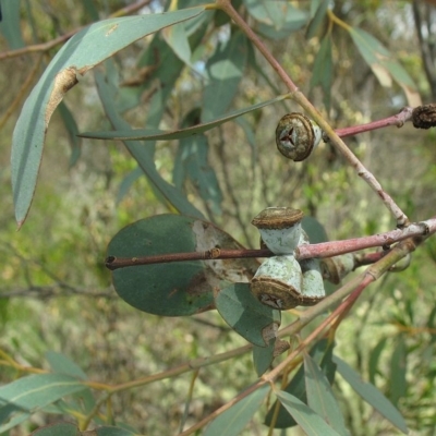 Eucalyptus saxatilis