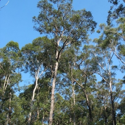 Eucalyptus scias subsp. callimastha