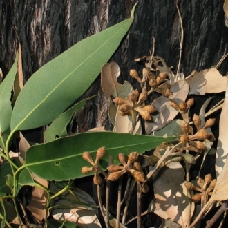 Discolorous adult leaves, buds