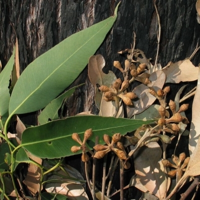 Eucalyptus scias subsp. callimastha