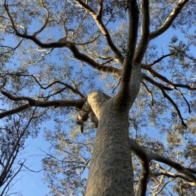 Eucalyptus sclerophylla