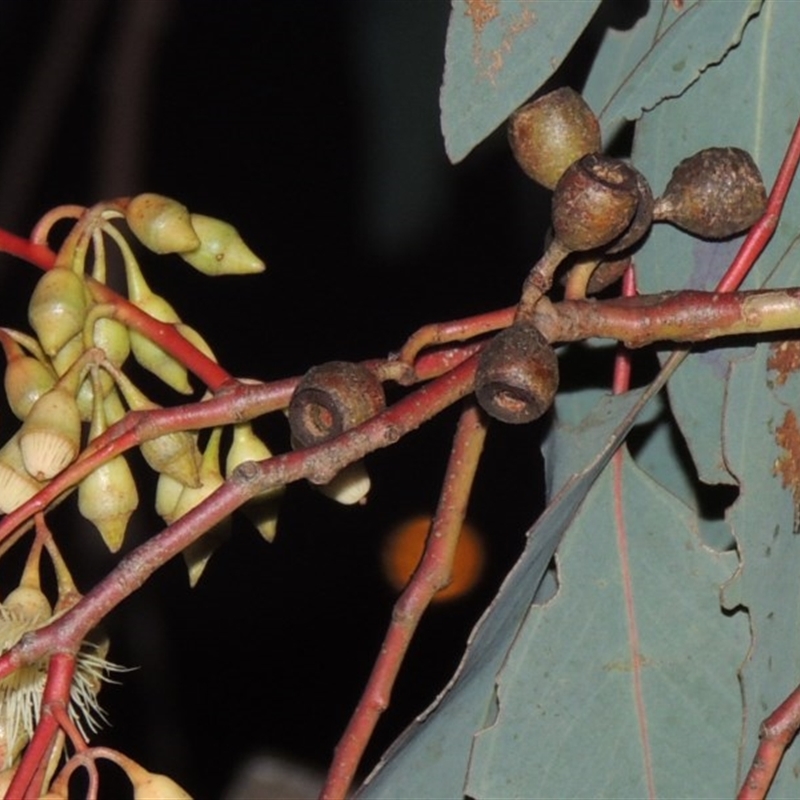 Eucalyptus sideroxylon