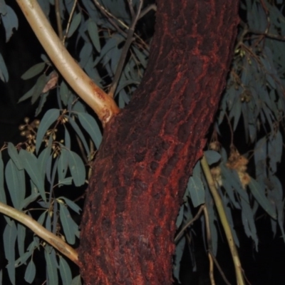 Eucalyptus sideroxylon