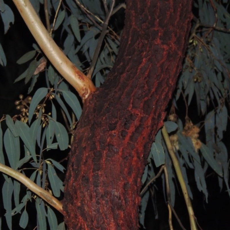 Eucalyptus sideroxylon