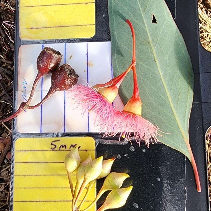 Eucalyptus sideroxylon subsp. sideroxylon