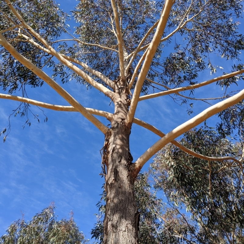 Eucalyptus sieberi