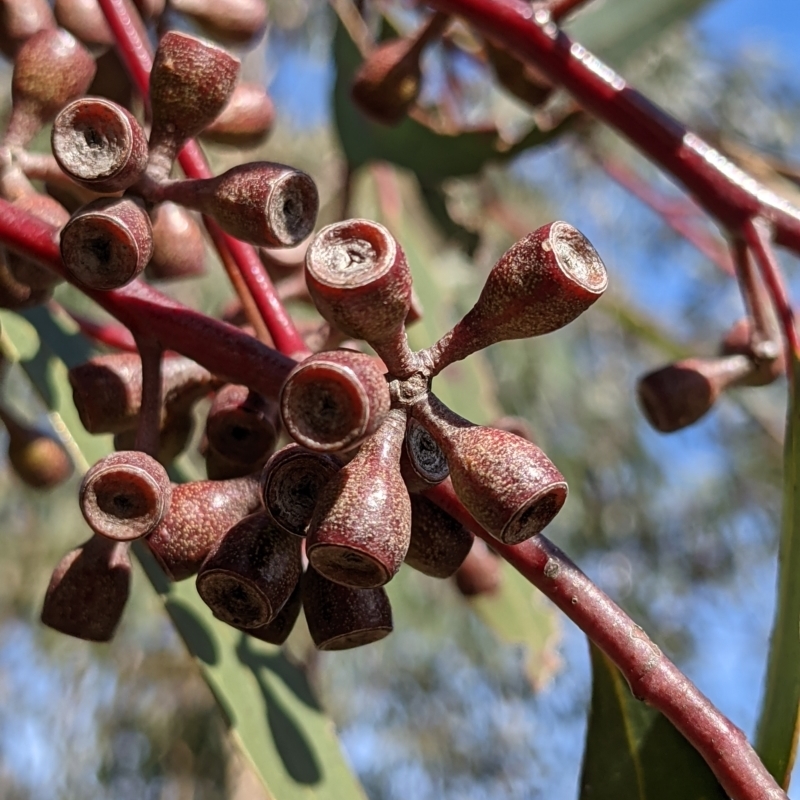 Eucalyptus sieberi