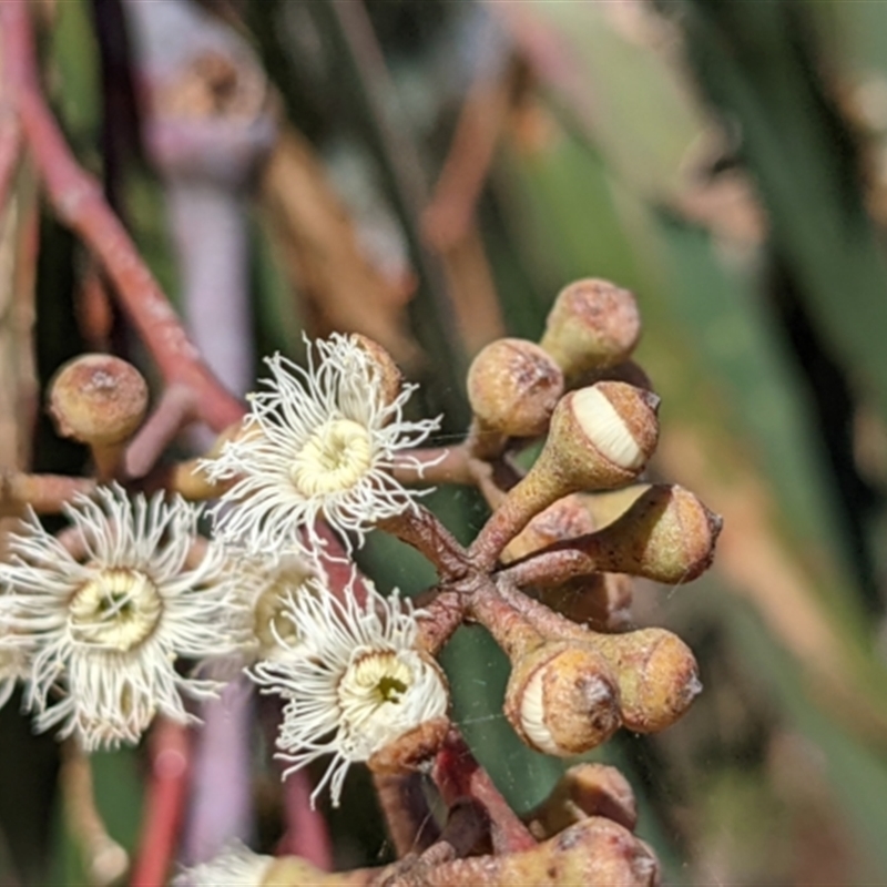 Eucalyptus sieberi