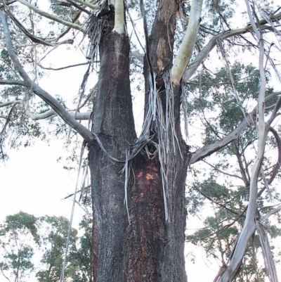 Eucalyptus smithii