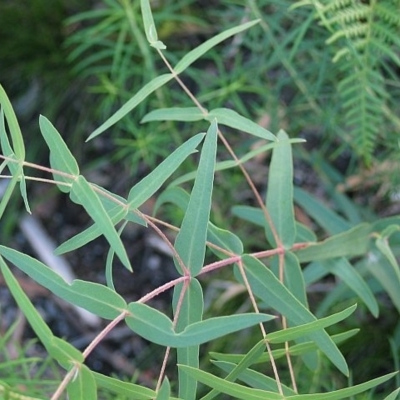 Juvenile foliage