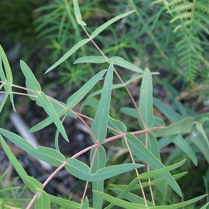 Juvenile foliage