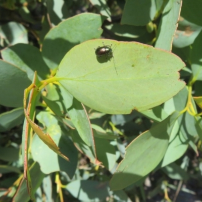 Eucalyptus sp.