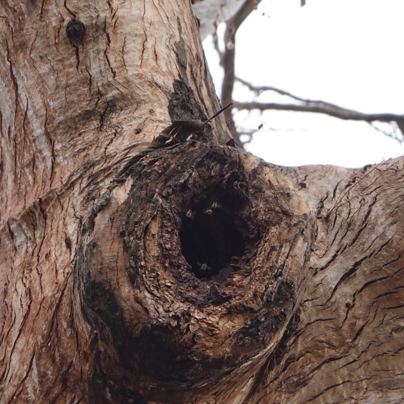 Eucalyptus sp. (dead tree)