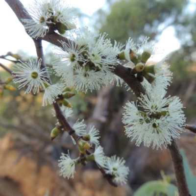 Eucalyptus stellulata