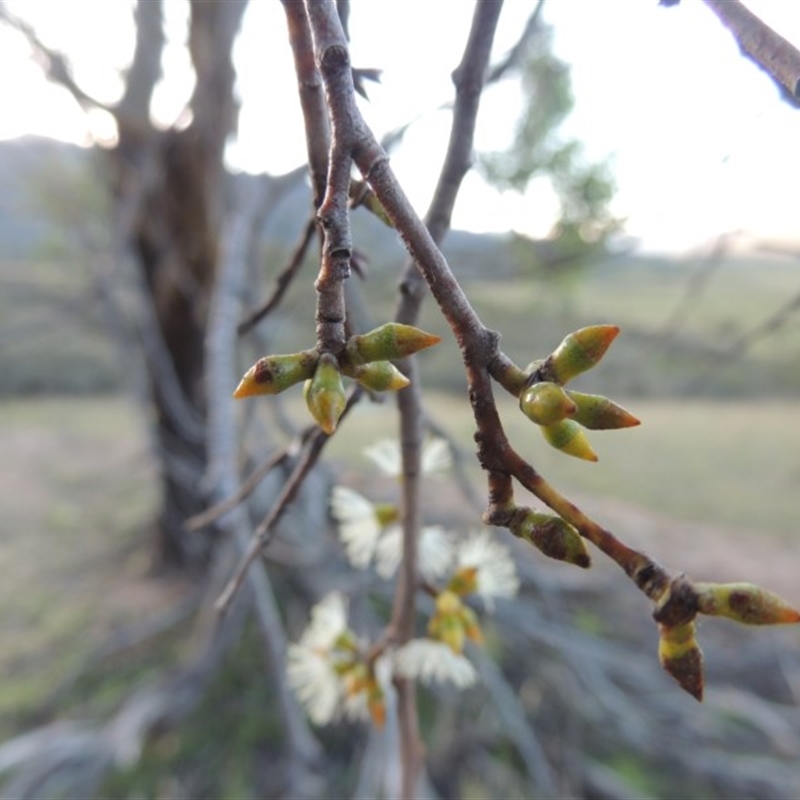 Eucalyptus stellulata