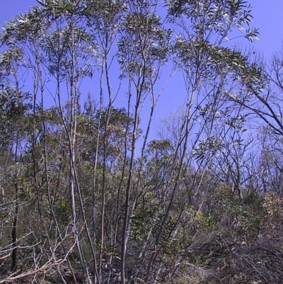 Jackie Miles, Barren Grounds