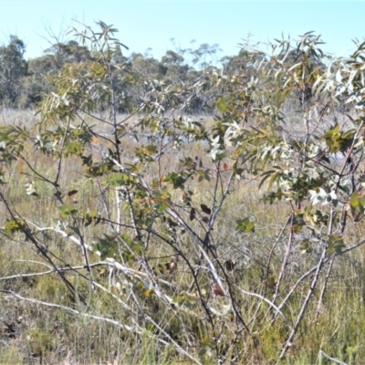Eucalyptus sturgissiana