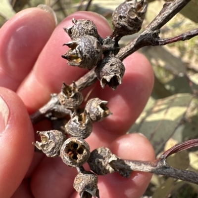 Eucalyptus tereticornis subsp. tereticornis