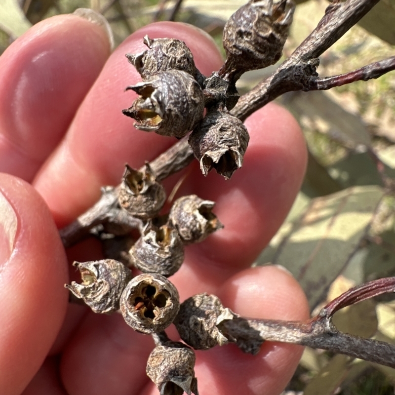 Eucalyptus tereticornis subsp. tereticornis