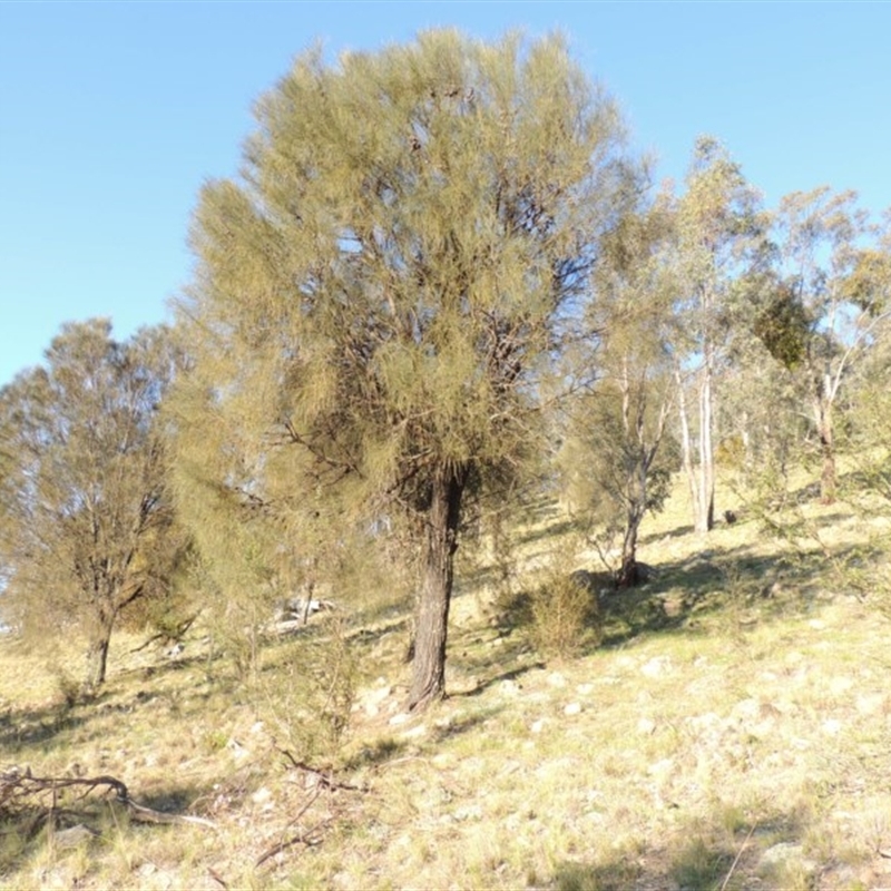 Allocasuarina verticillata