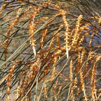 MALE FLOWERS