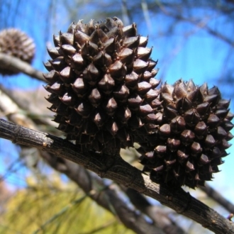 FEMALE  CONE