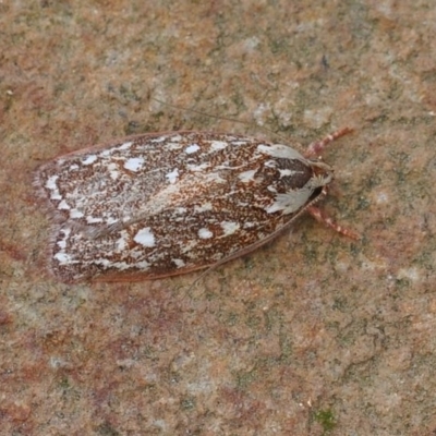 Euchaetis metallota