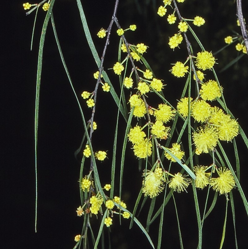 Acacia cognata