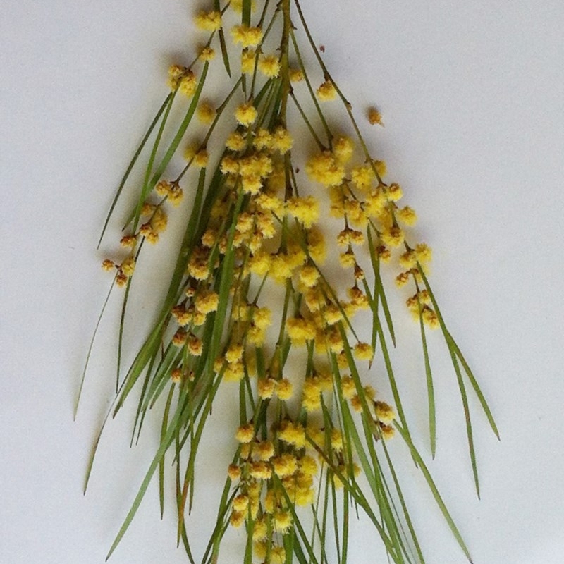 Acacia cognata