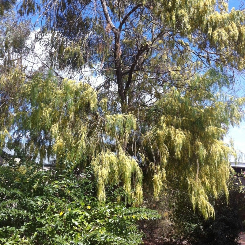 Acacia cognata